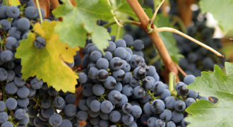 Sadnice vinove loze