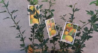 Sadnice citrusa